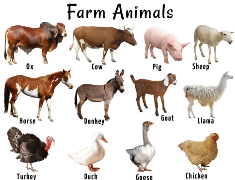 animales de granja en ingles
